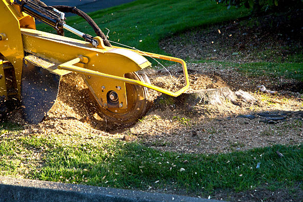 Best Utility Line Clearance  in Chouteau, OK